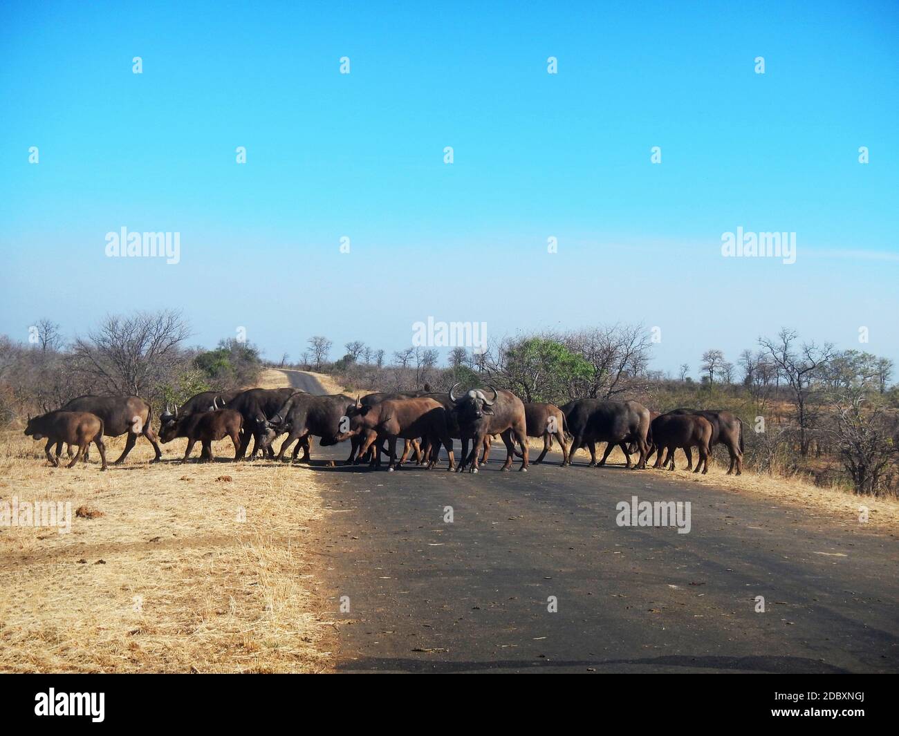 Buffalo herd in the Kruger National Park in South Africa Stock Photo