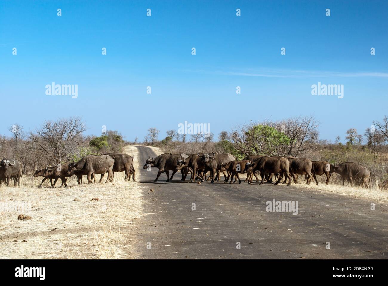 Buffalo herd in the Kruger National Park in South Africa Stock Photo