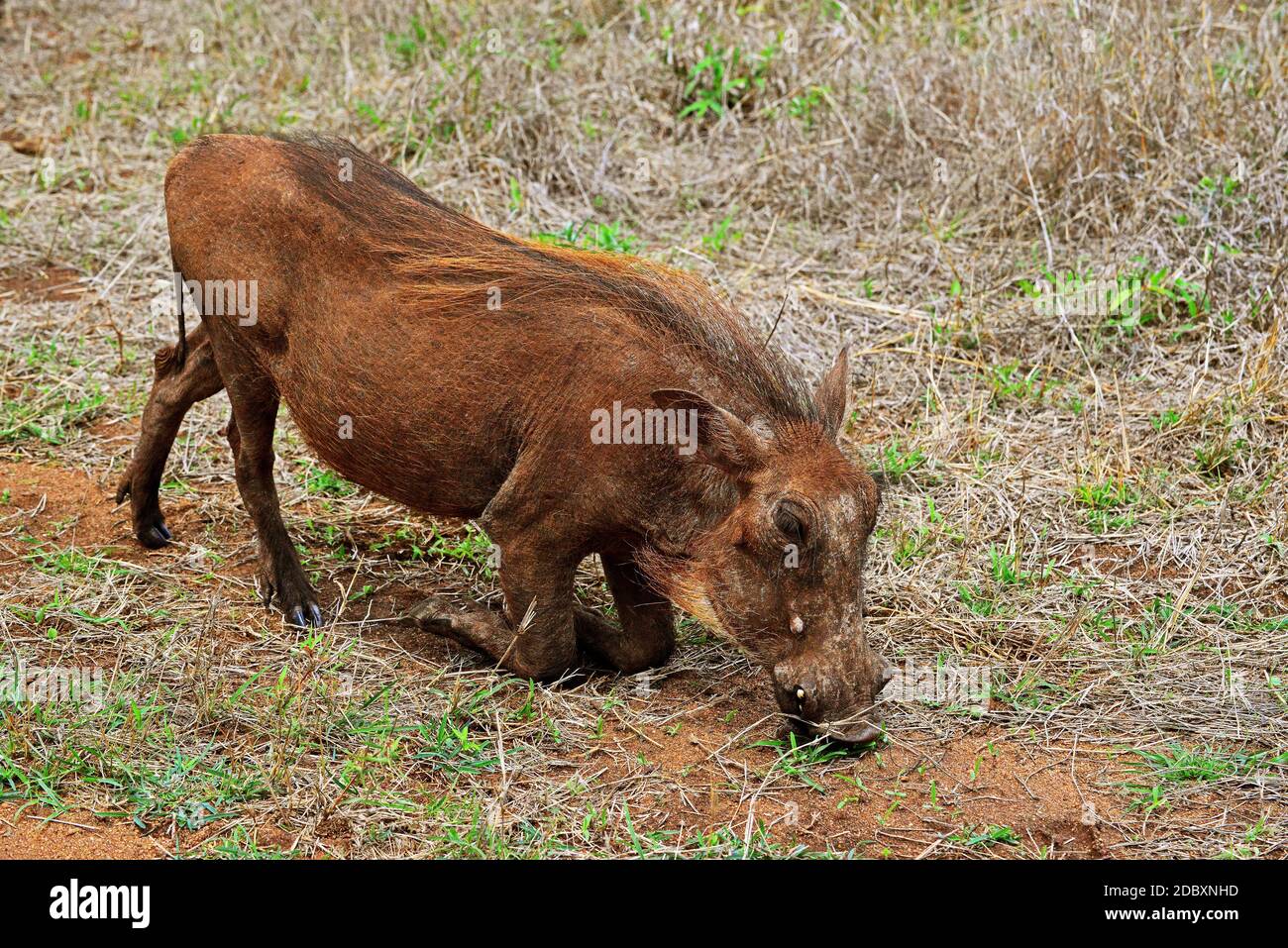 Warthog (Phacochoerus aethiopicus), male, Kruger National Park, South Africa. Warthog (Phacochoerus africanus) are a subspecies of the real pig family Stock Photo