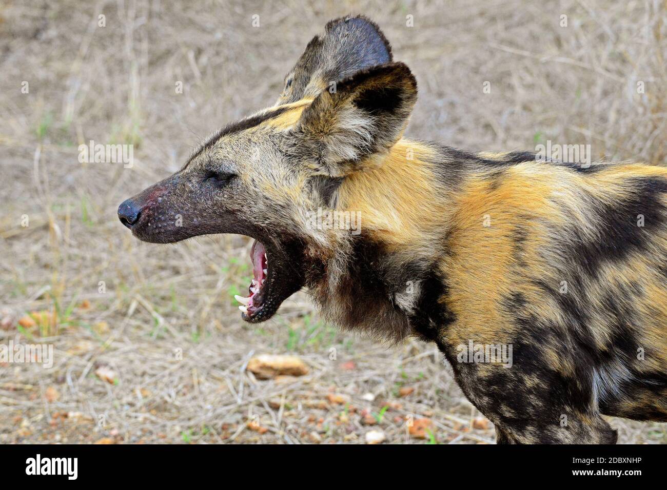 Wild Dogs In The Kruger National Park In South Africa Stock Photo Alamy wild-dogs-in-the-kruger-national-park-in-south-africa-stock-photo-alamy