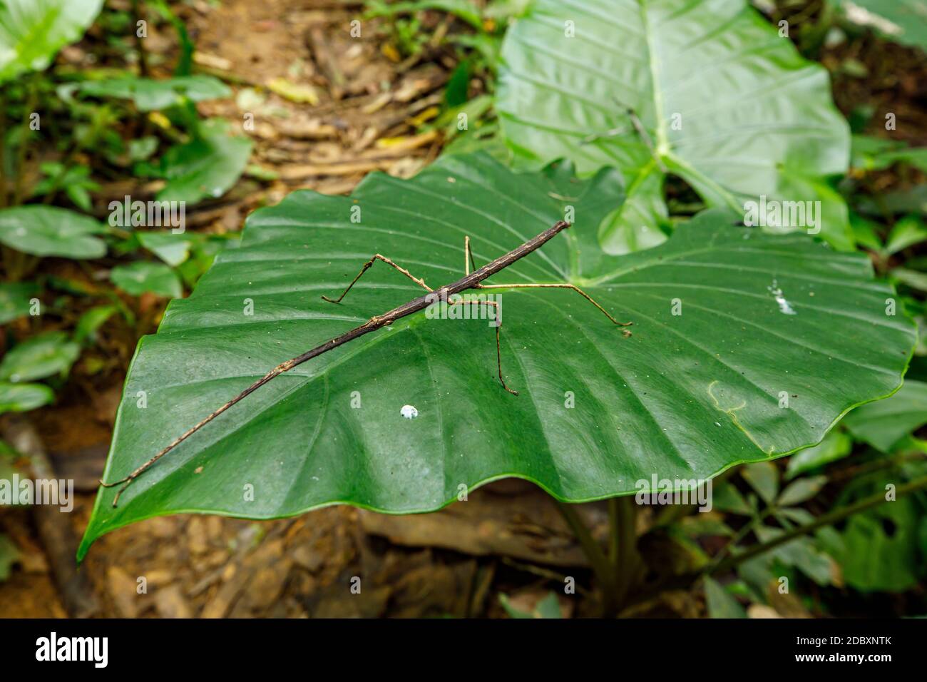 Stick insect in the jungle of Cuc Phuong in Vietnam Stock Photo