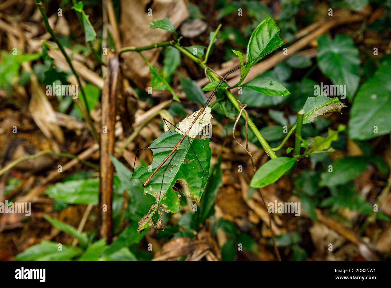 Stick insect in the jungle of Cuc Phuong in Vietnam Stock Photo