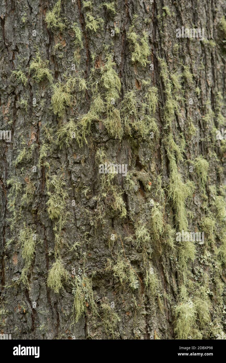 Texture shot of brown tree bark, filling Stock Photo