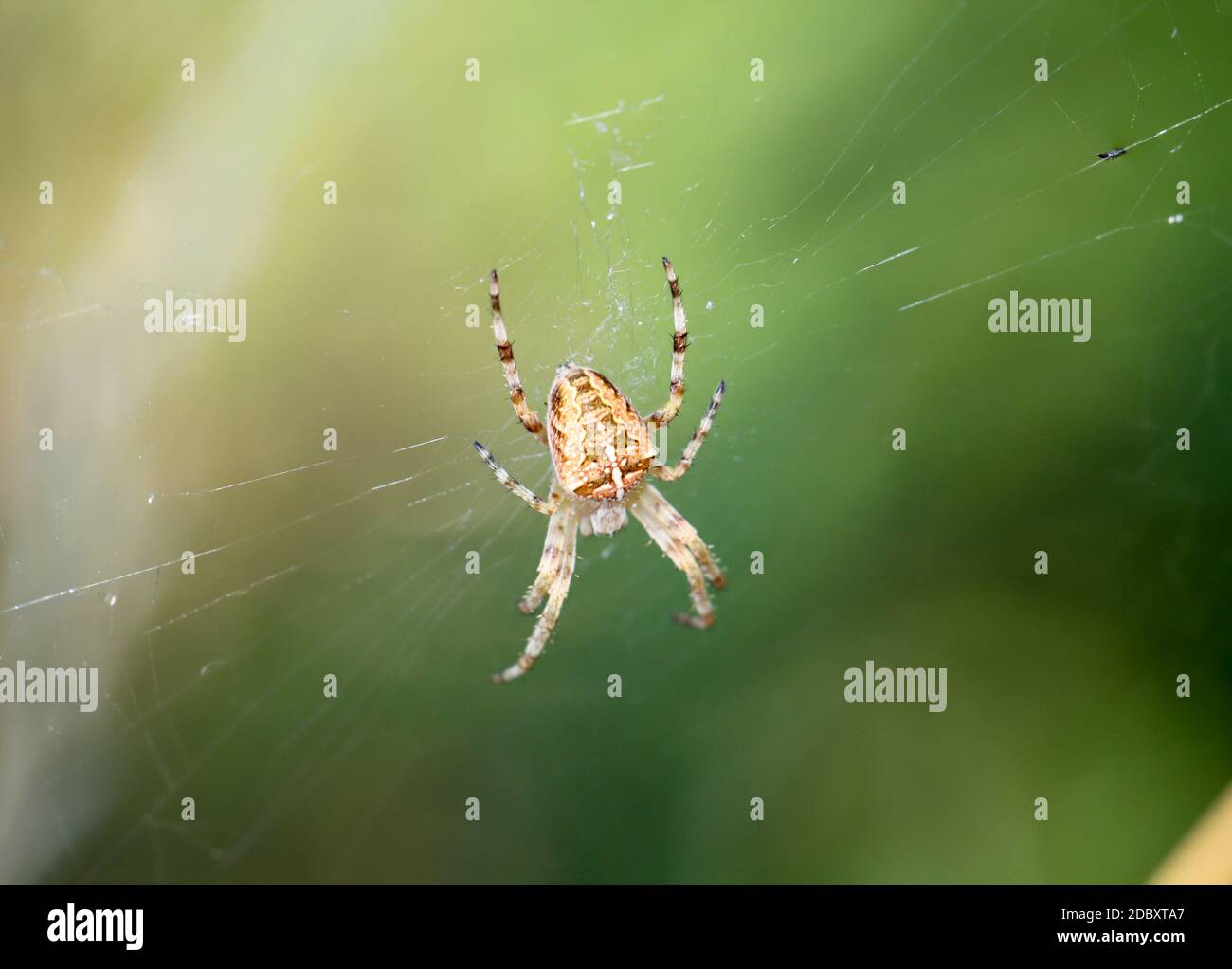 Macro of a garden spider in the web Stock Photo - Alamy
