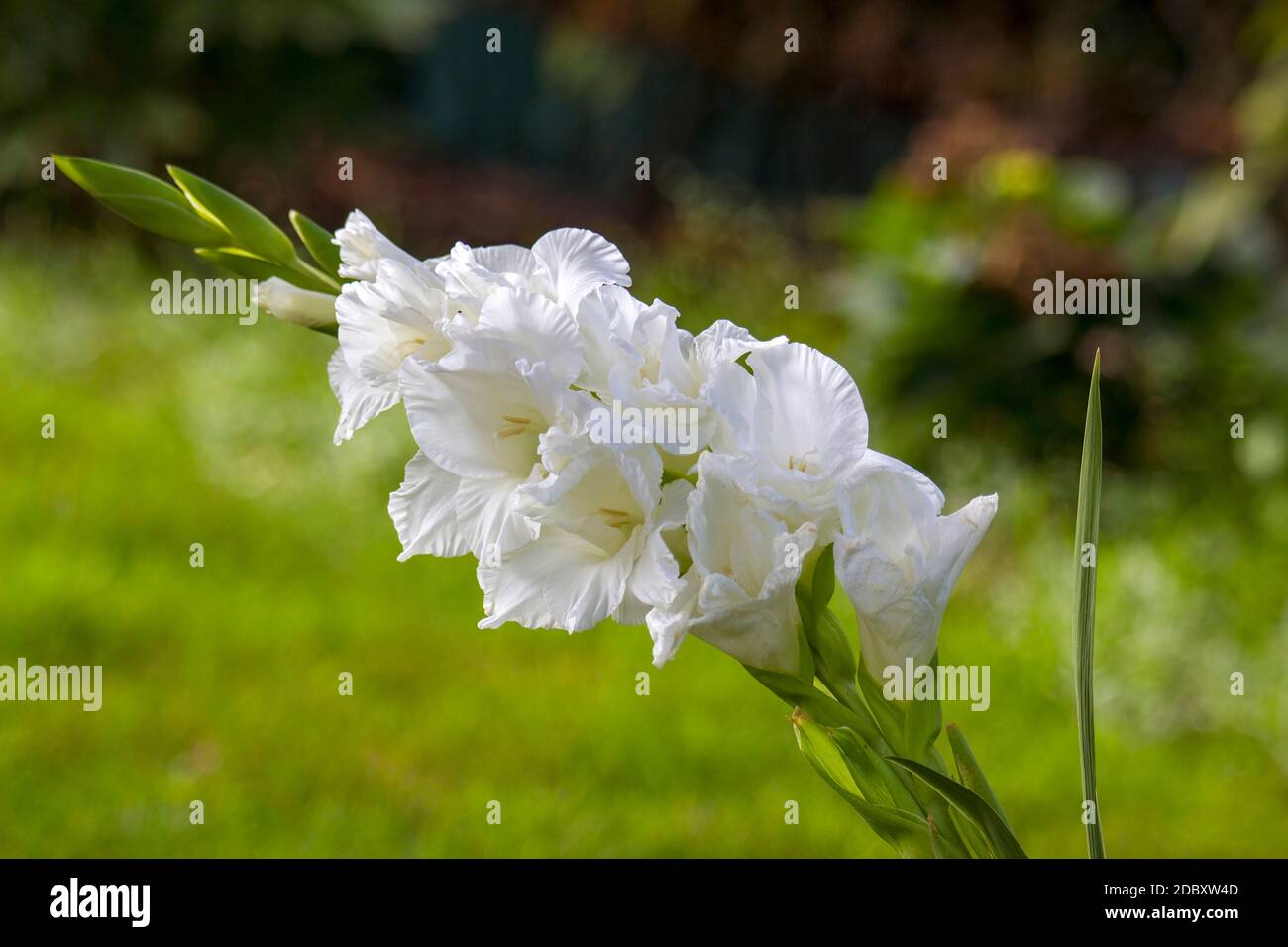 white gladiolus in the garden Stock Photo