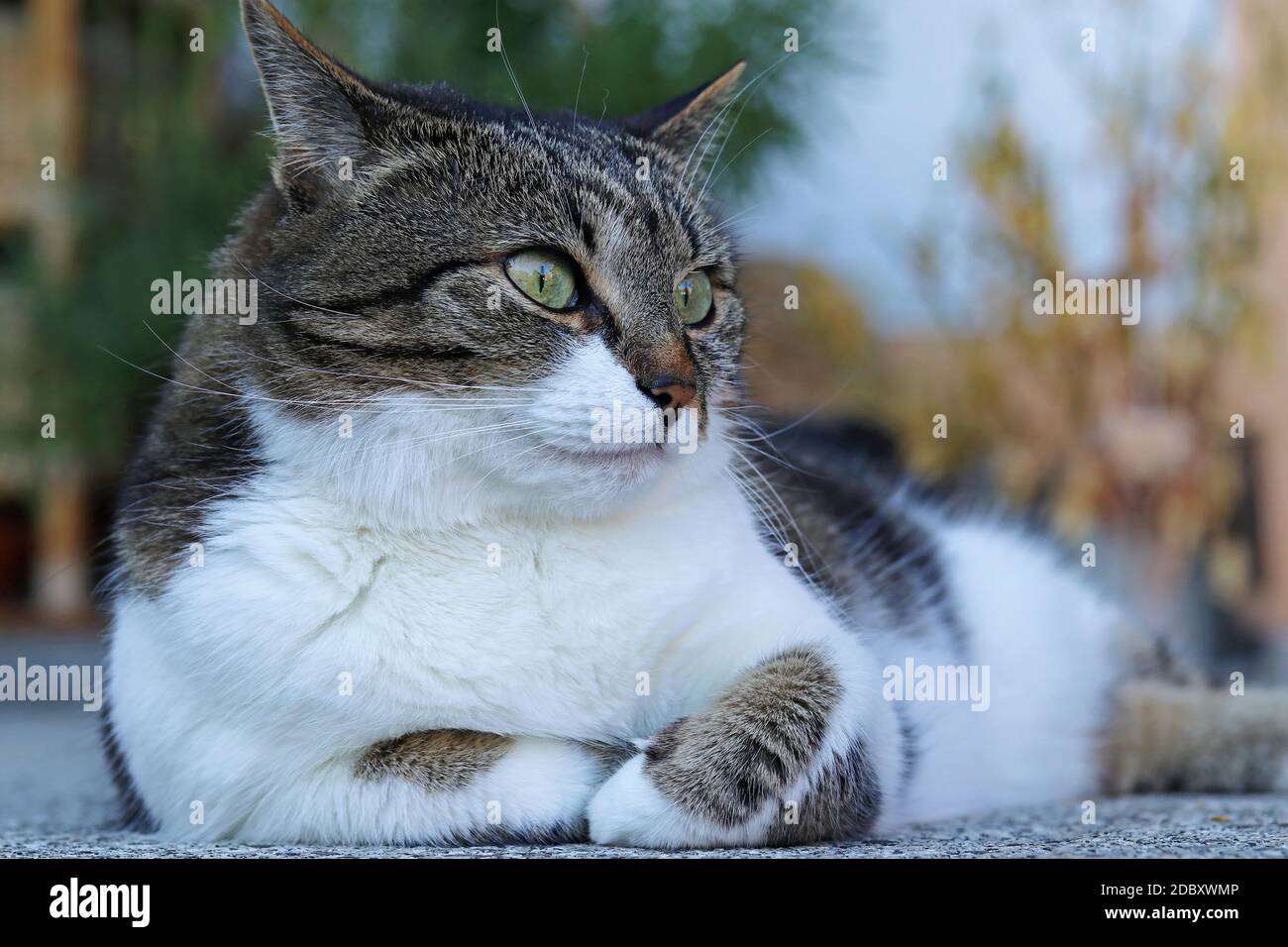 A cat lies relaxed on the floor with his feet bashed in Stock Photo