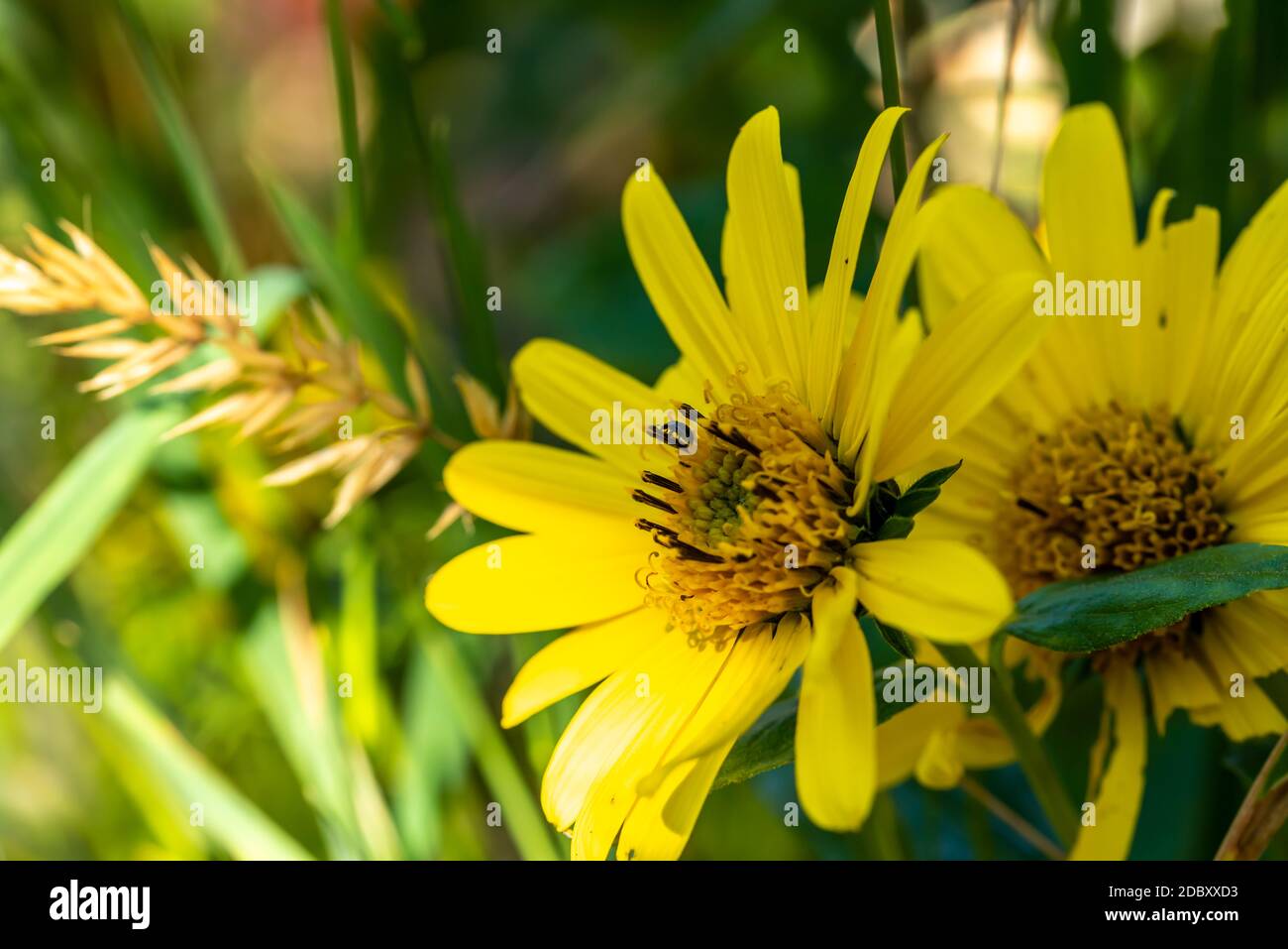 Garden sun eye Stock Photo