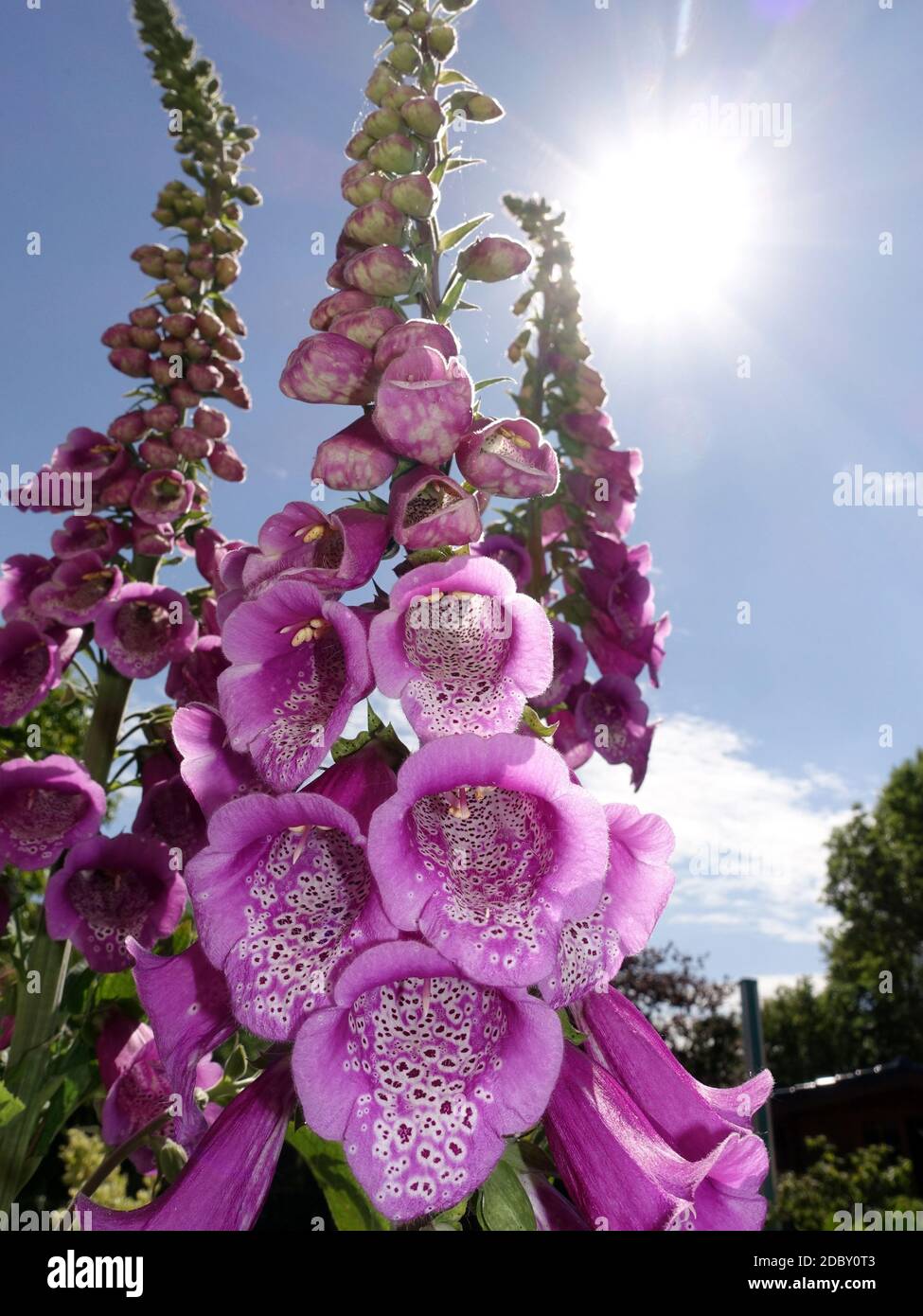 Roter Fingerhut (Digitalis purpurea) - blühende Pflanze Stock Photo