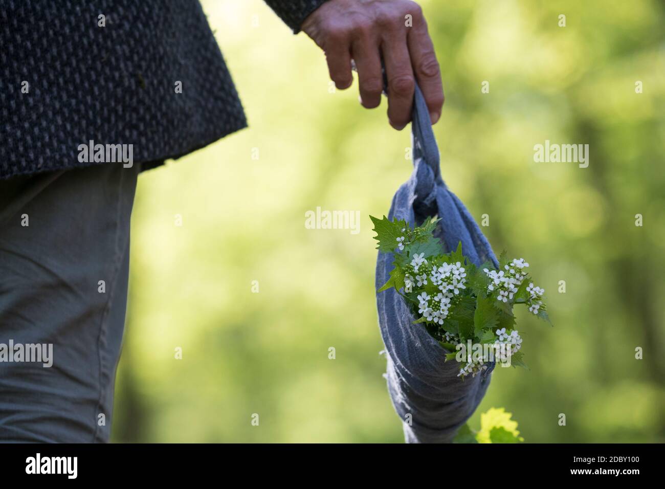 Knoblauchsrauke-Ernte, Kräuterernte, Kräuter sammeln, geerntete Knoblauchsrauke wird schonend in einem Tuch transportiert, Knoblauchsrauke, Gewöhnlich Stock Photo