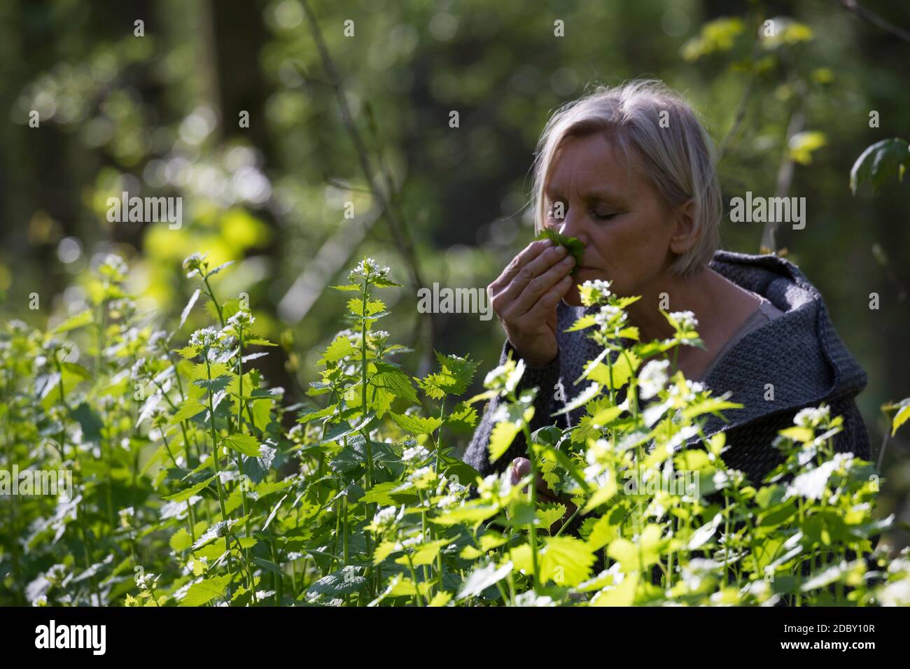 Knoblauchsrauke-Ernte, Kräuterernte, Frau in einem Bestand von Knoblauchsrauke in einem Wald, Kräuter sammeln, Knoblauchsrauke, Gewöhnliche Knoblauchs Stock Photo