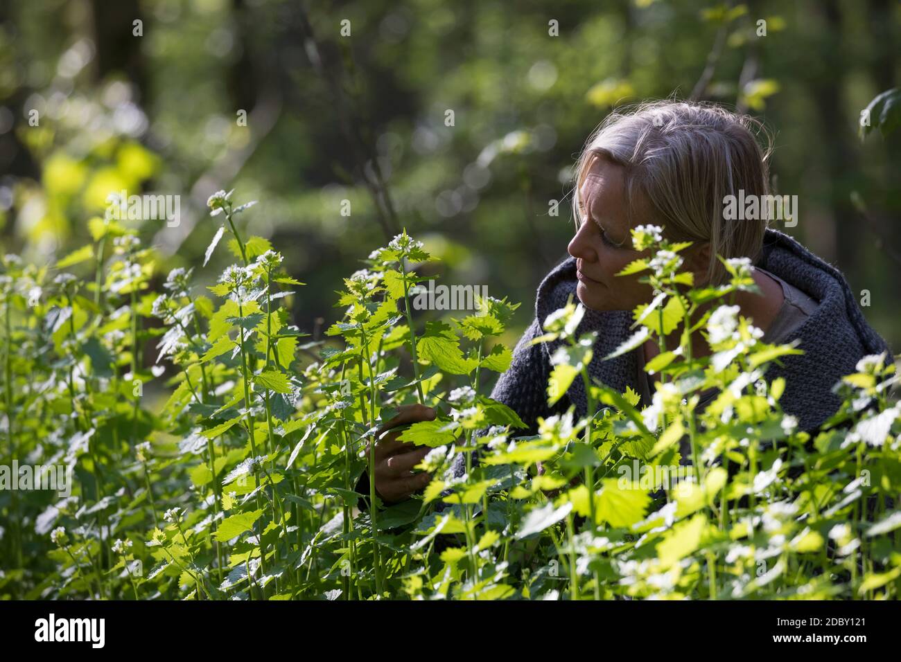 Knoblauchsrauke-Ernte, Kräuterernte, Frau in einem Bestand von Knoblauchsrauke in einem Wald, Kräuter sammeln, Knoblauchsrauke, Gewöhnliche Knoblauchs Stock Photo