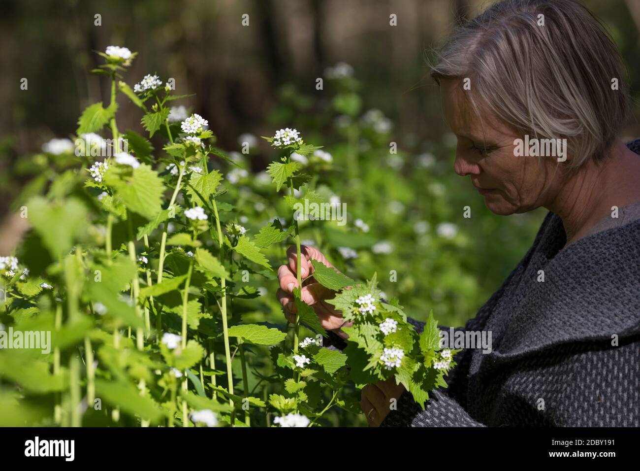Knoblauchsrauke-Ernte, Kräuterernte, Frau in einem Bestand von Knoblauchsrauke in einem Wald, Kräuter sammeln, Knoblauchsrauke, Gewöhnliche Knoblauchs Stock Photo