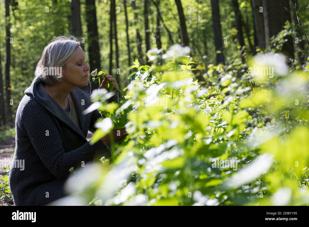 Knoblauchsrauke-Ernte, Kräuterernte, Frau in einem Bestand von Knoblauchsrauke in einem Wald, Kräuter sammeln, Knoblauchsrauke, Gewöhnliche Knoblauchs Stock Photo