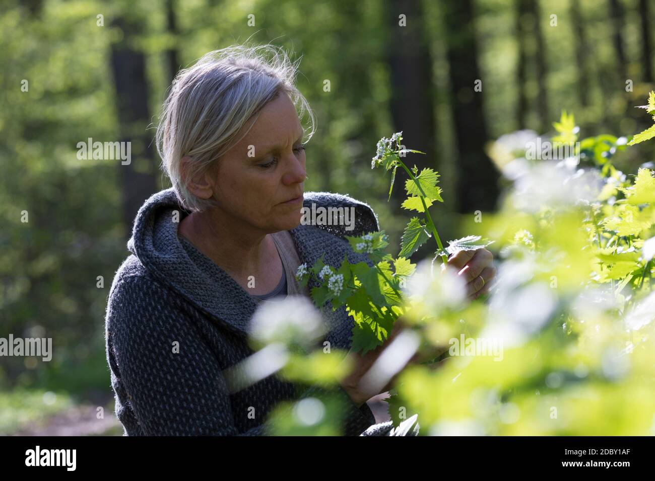 Knoblauchsrauke-Ernte, Kräuterernte, Frau in einem Bestand von Knoblauchsrauke in einem Wald, Kräuter sammeln, Knoblauchsrauke, Gewöhnliche Knoblauchs Stock Photo