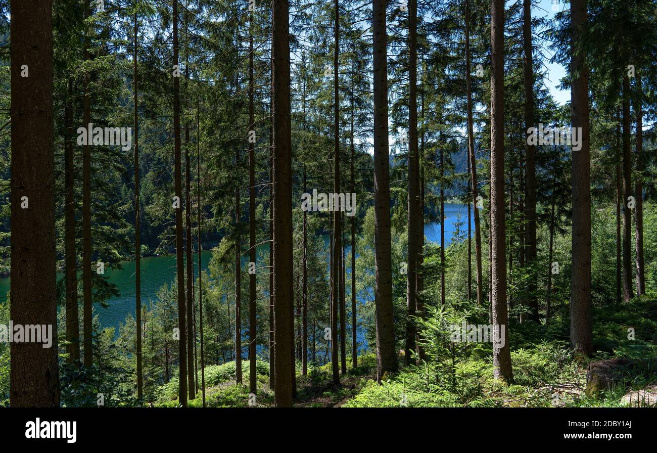 View through the trees of an idyllic forest to a lake Stock Photo