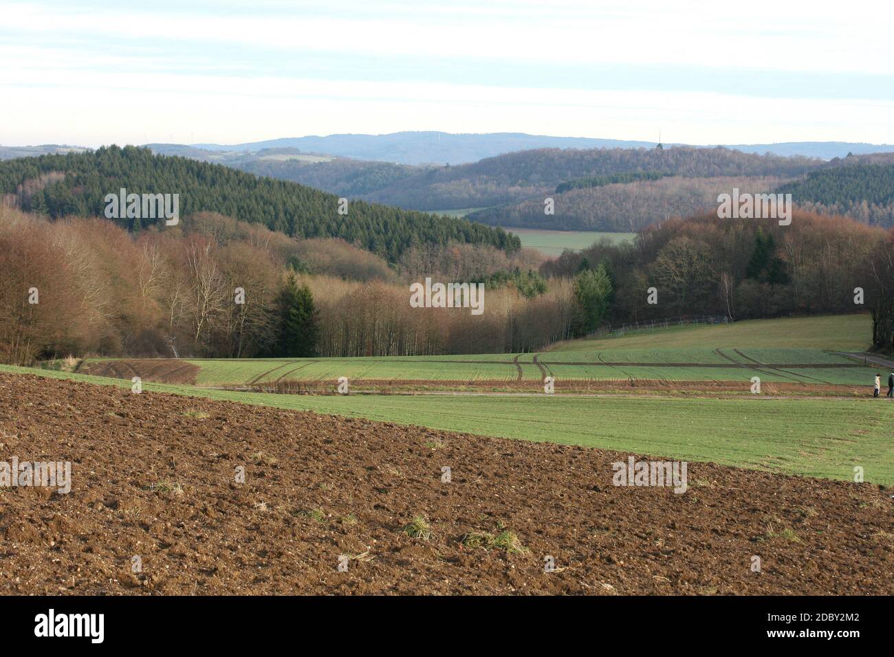 A landscape with wheat fields and forest Stock Photo