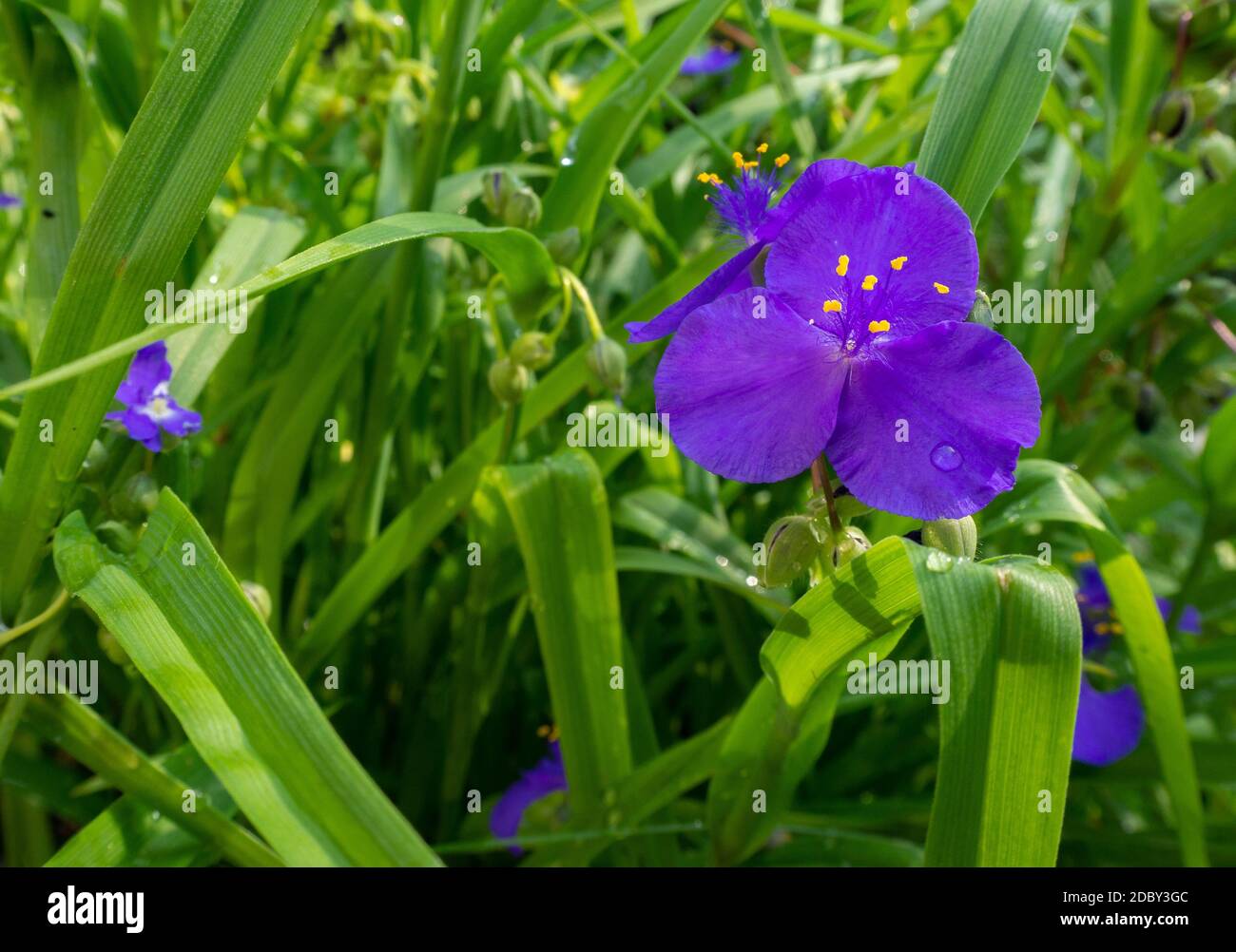 Virginia Spiderwort purple in meadow Stock Photo