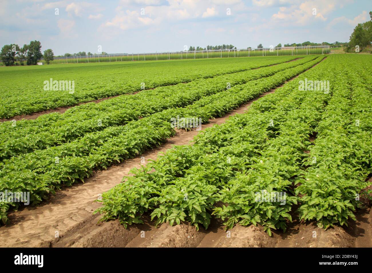 Magnificently thriving potato plants in a potato field Stock Photo