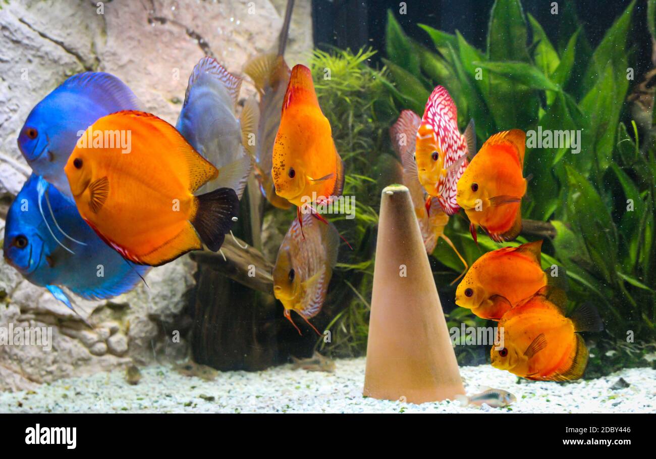 Portraits of discus fish in the aquarium. Stock Photo