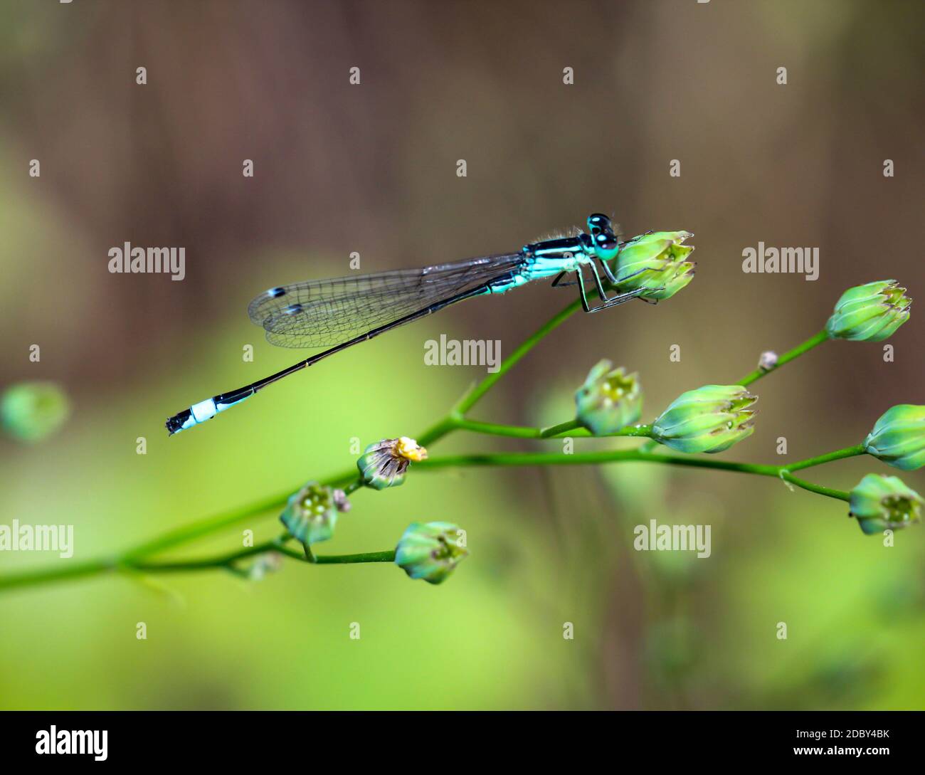 Close up of a dragonfly on a plant Stock Photo - Alamy