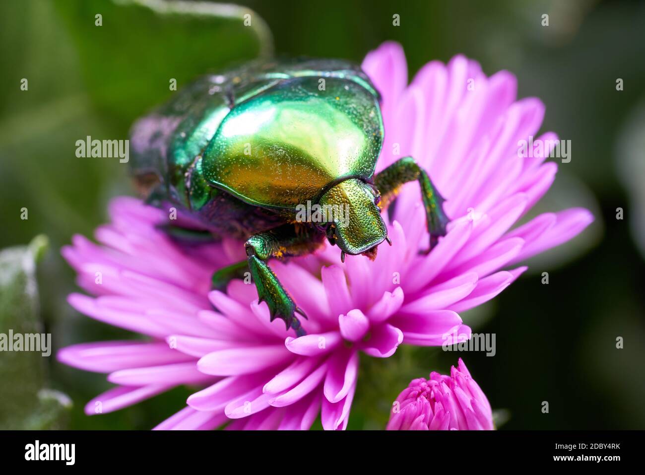 Rose beetle (Cetonia aurata) on a pink flower in the garden Stock Photo