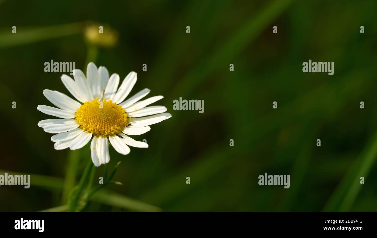 flowering single marguerite in a garden with copy space Stock Photo