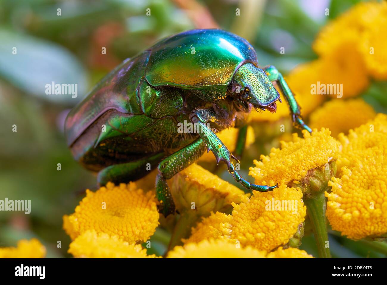Rose beetle (Cetonia aurata) on a yellow flower in the garden Stock Photo