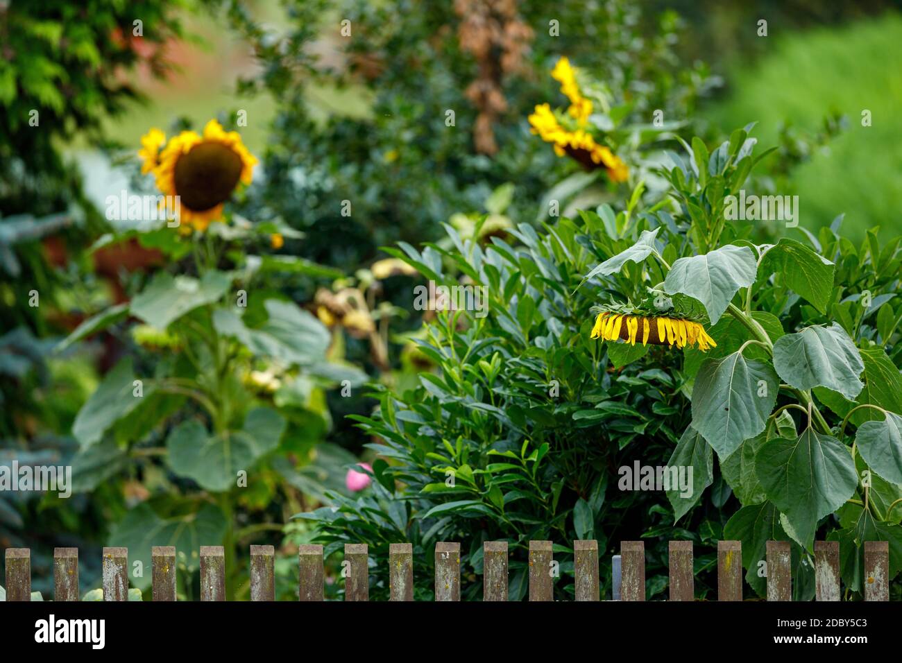 Sunflowers plant garden hi-res stock photography and images - Alamy