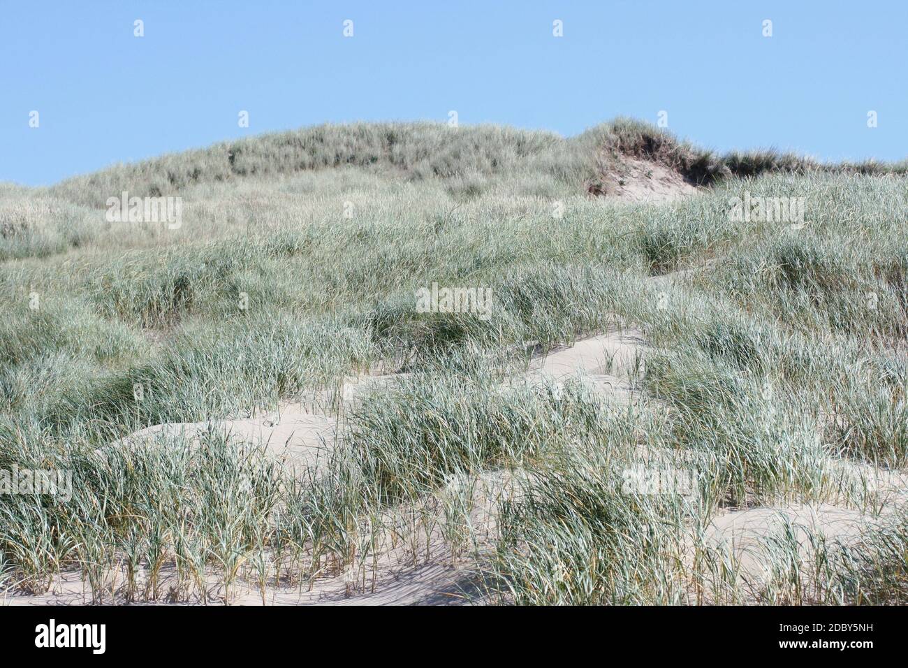 some dunes on the North Sea in the Netherlands Stock Photo - Alamy