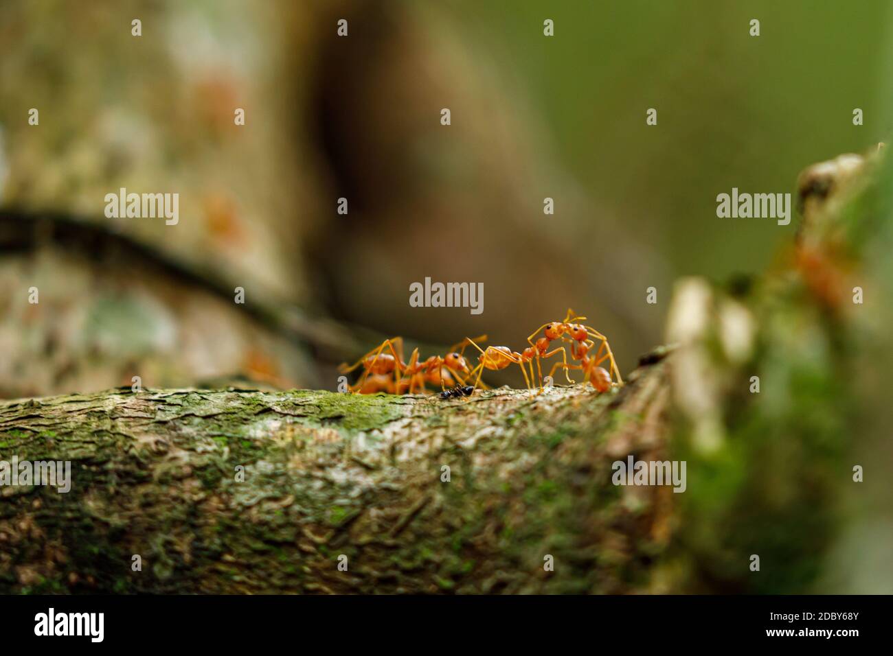 Ants in the jungle of Ninh Binh in Vietnam Stock Photo