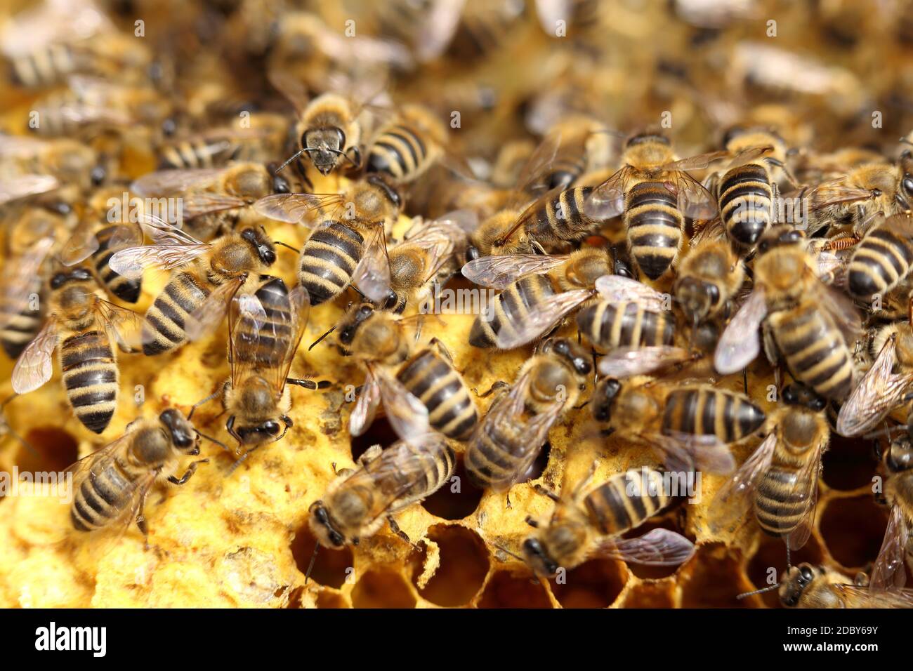 some working bees on a beeswax in beehive Stock Photo