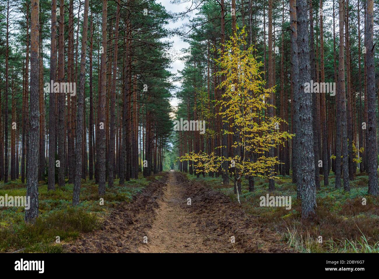 small birch has grown in a coniferous forest and with its autumn yellow leaves is well visible among the green natural colors of the forest Stock Photo