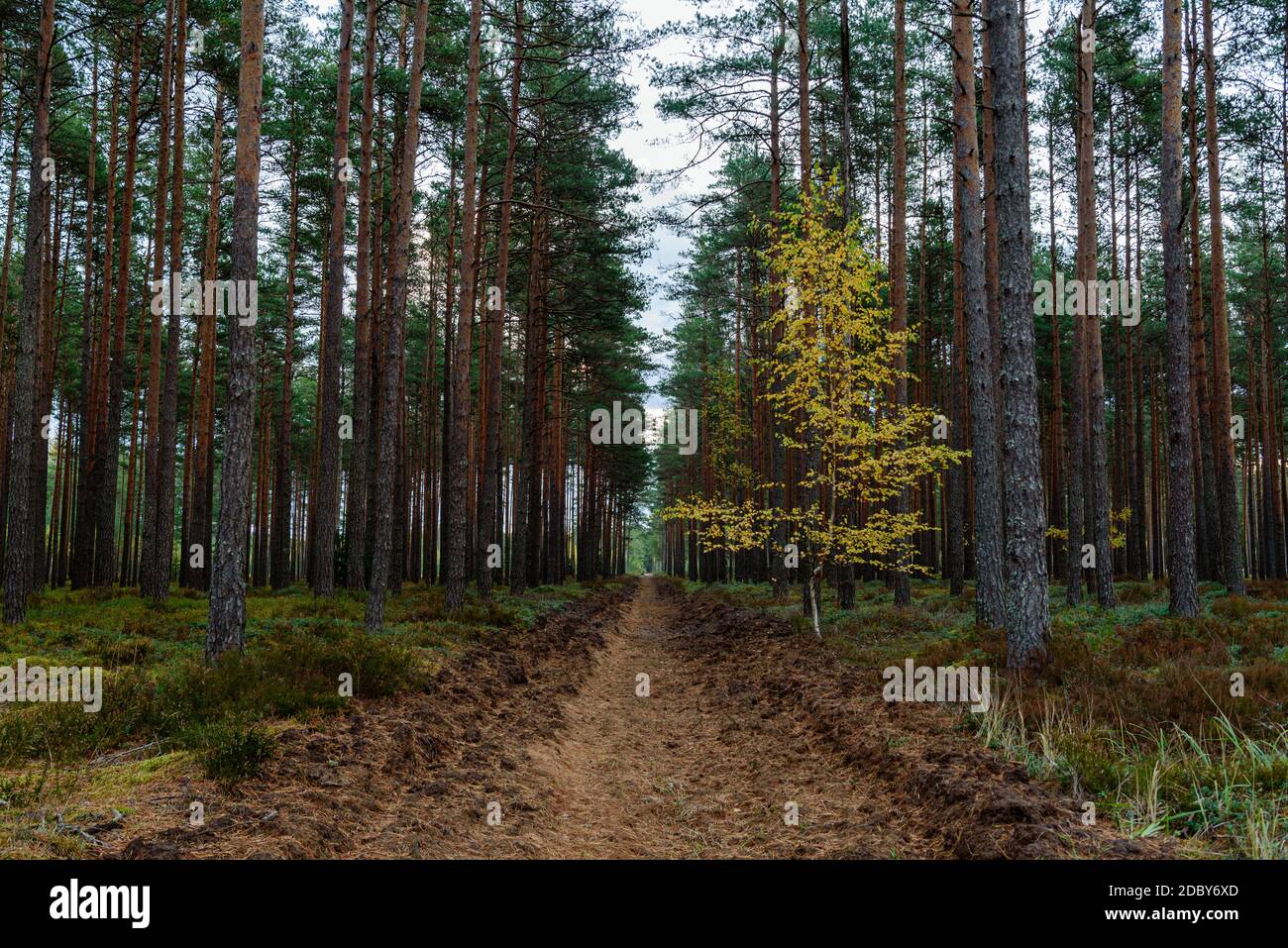 small birch has grown in a coniferous forest and with its autumn yellow leaves is well visible among the green natural colors of the forest Stock Photo