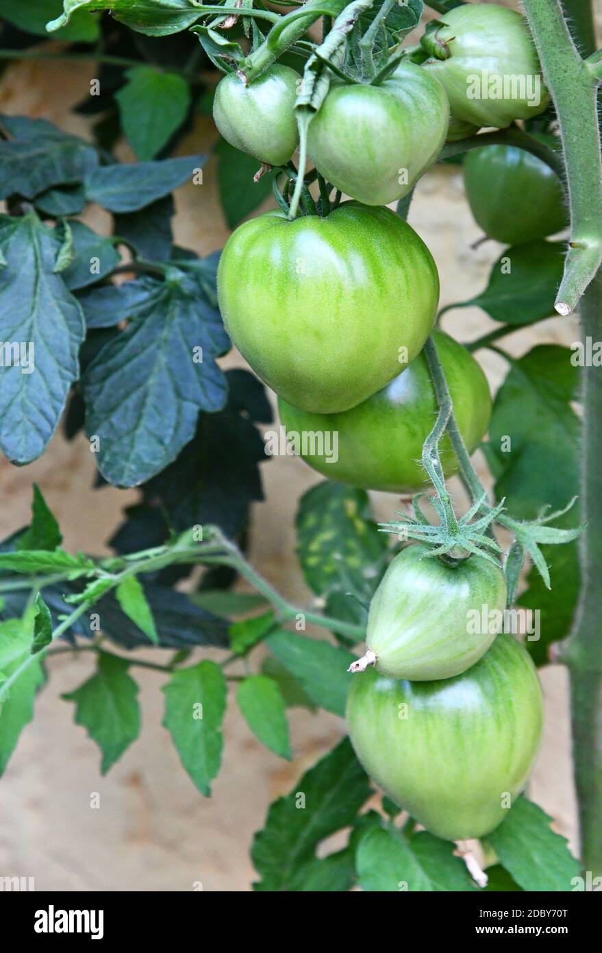 Tomato plants in the tub Stock Photo Alamy