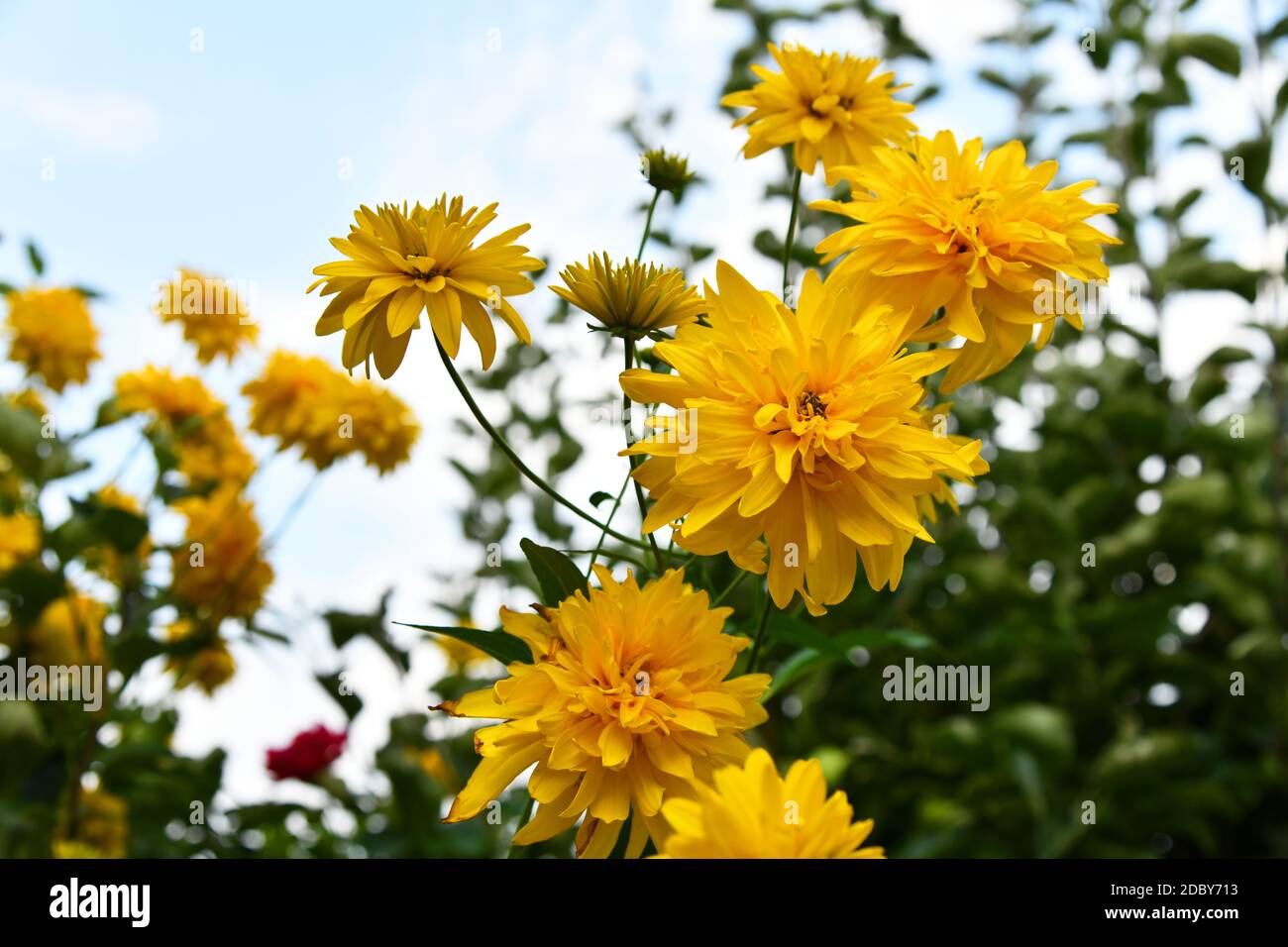 yellow flowering kerria japonica in the garden Stock Photo