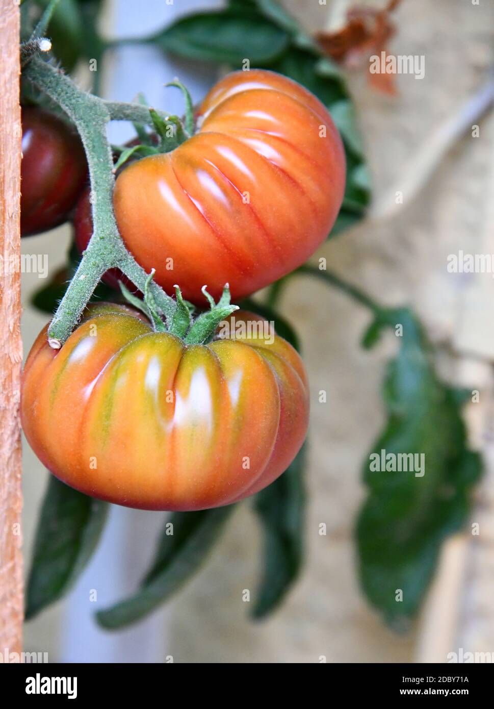 Tomato plants in the tub Stock Photo Alamy