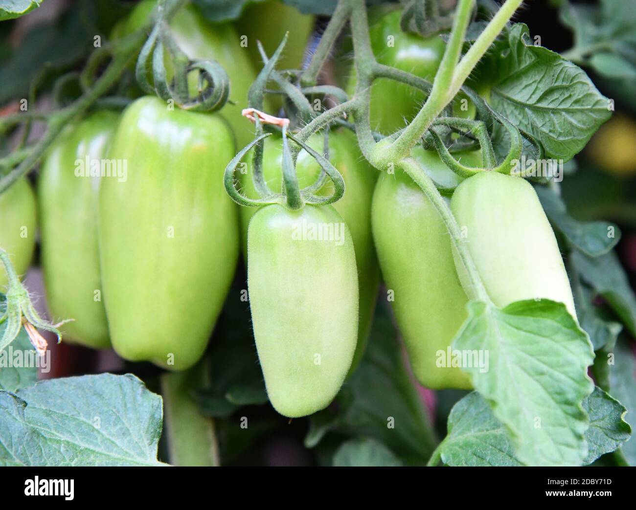 Tomato plants in the tub Stock Photo Alamy