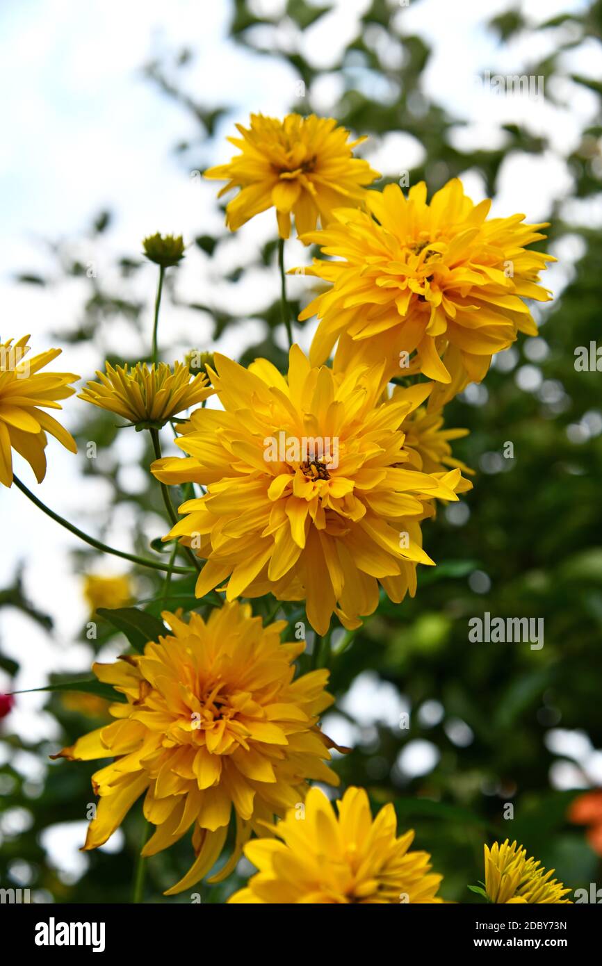 yellow flowering kerria japonica in the garden Stock Photo