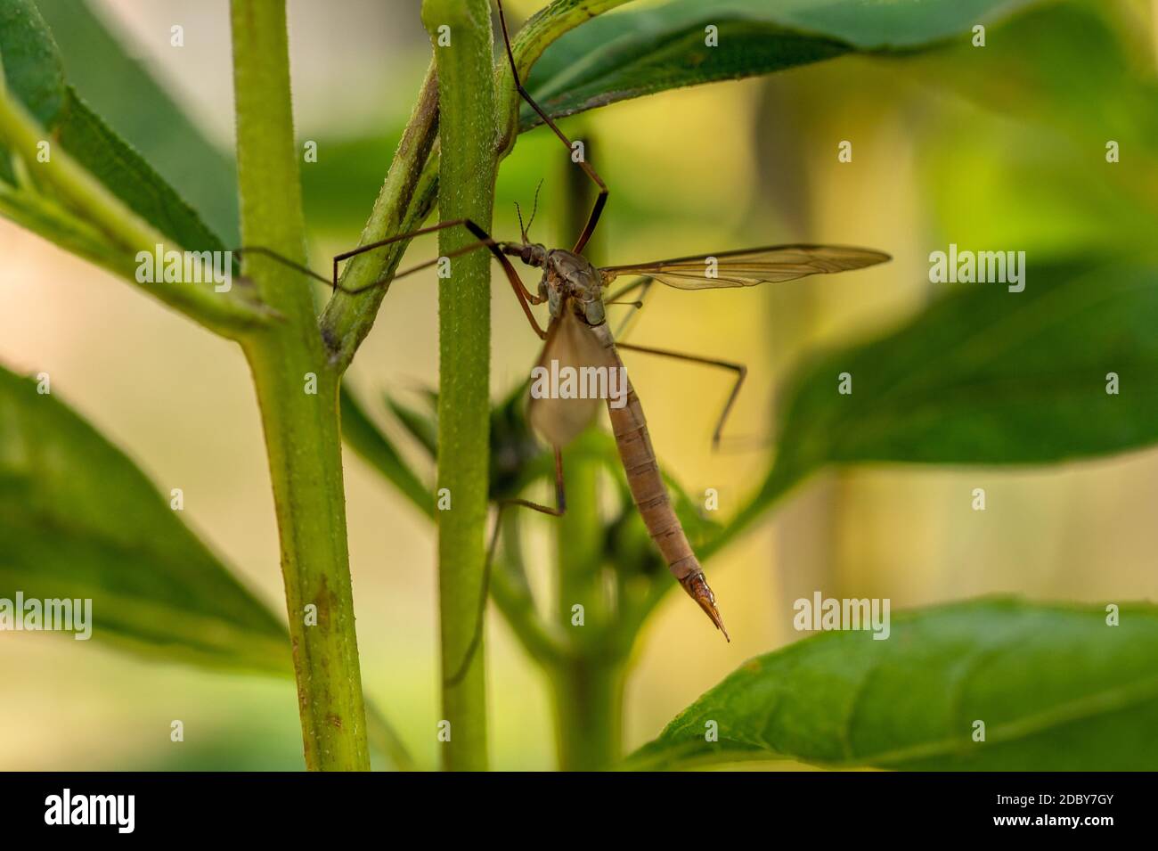 Crane fly Stock Photo