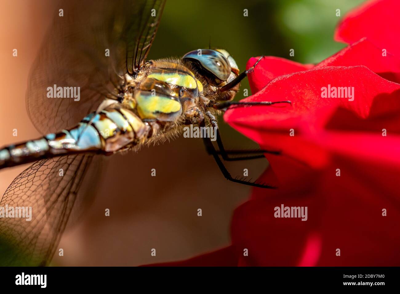 Blue-green mosaic dragonfly Stock Photo