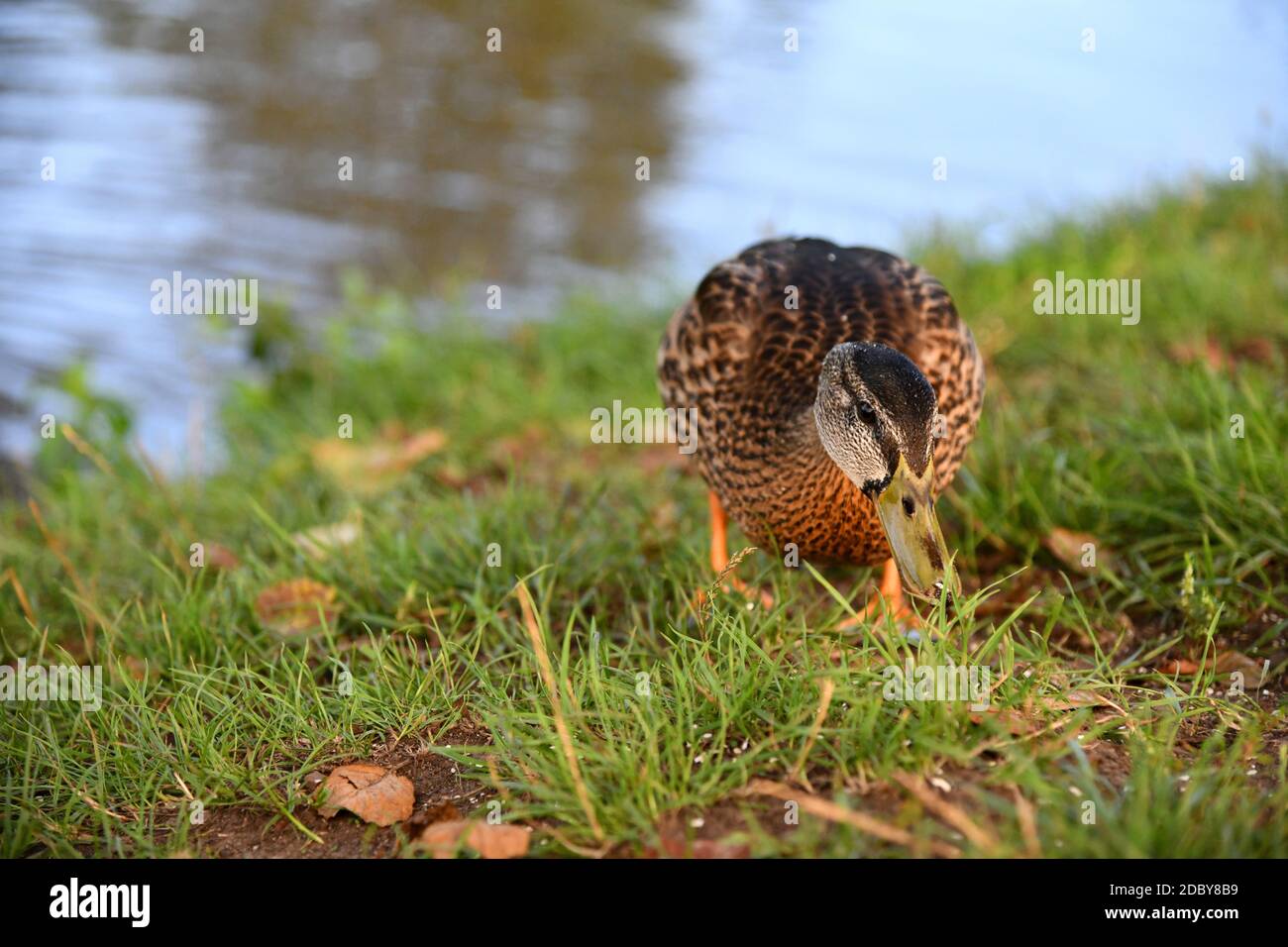 Mallard duck in autumn on a river bank Stock Photo