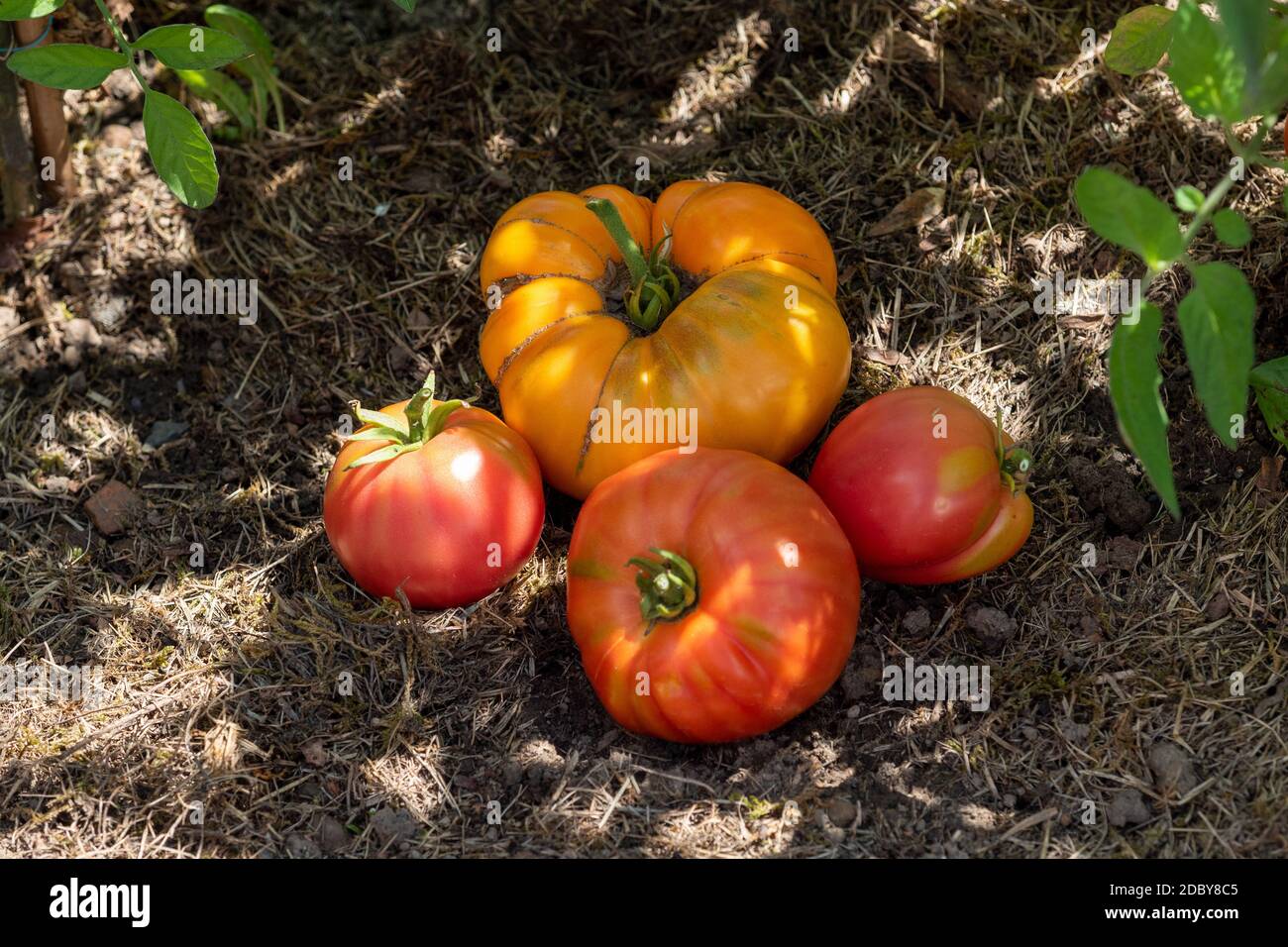 Colorful tomatoes of different sizes and kinds in the garden Stock ...