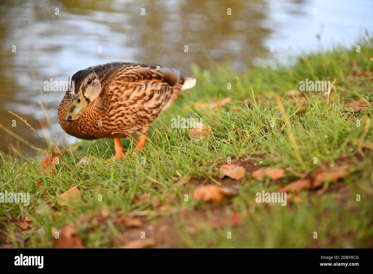 Mallard duck in autumn on a river bank Stock Photo