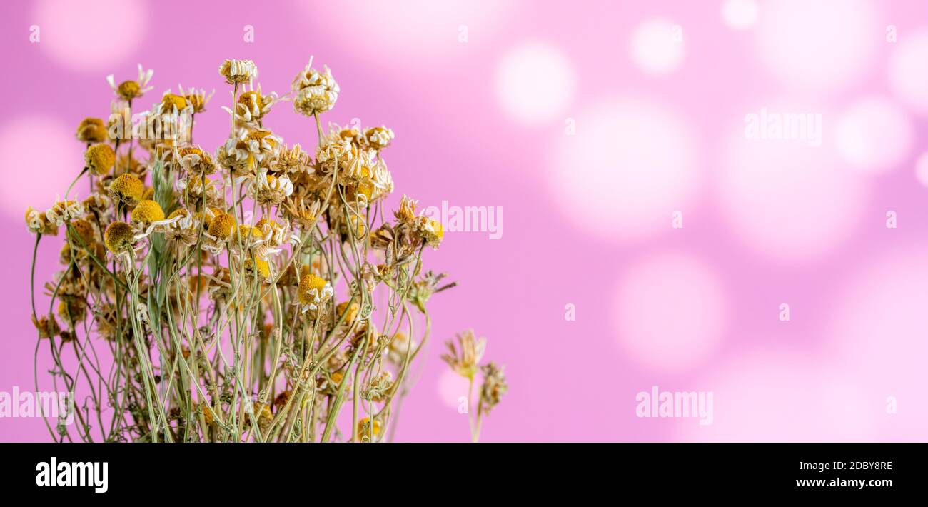 dried wild flowers chamomile herbarium on bokeh background. High quality photo Stock Photo