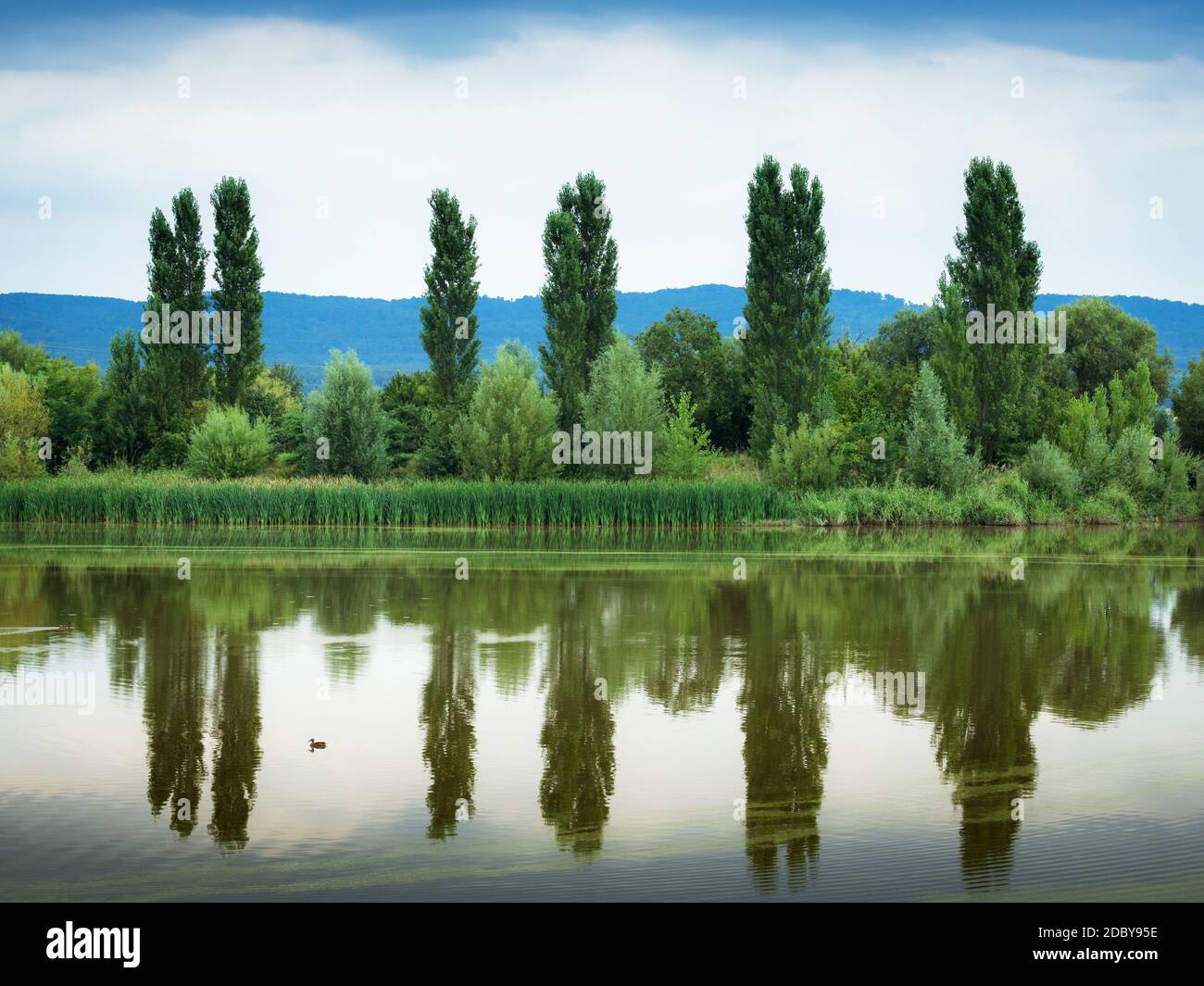 Trees reflecting in a lake in burgenland Stock Photo