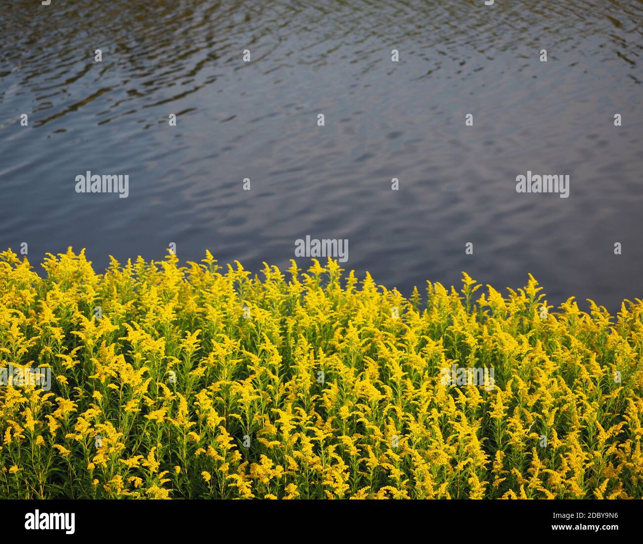 plant ,yellow ,blooming ,shore Stock Photo