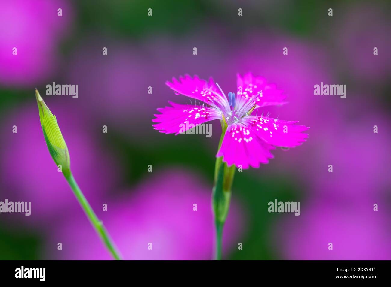 macro of beautiful small pink flower Dianthus Maiden Pink ( Dianthus Deltoides) Stock Photo