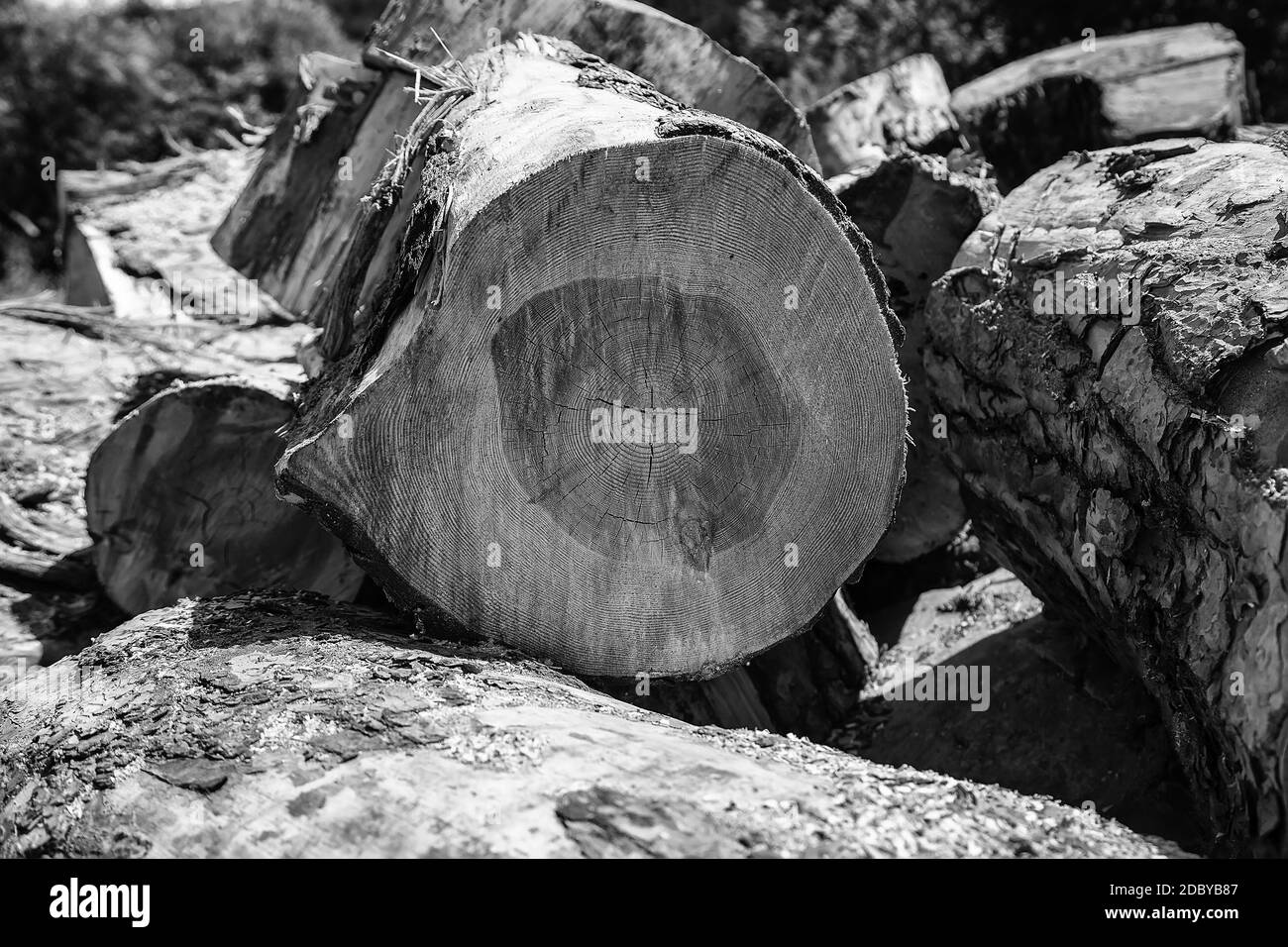 Why Did Tree Trunks Explode at Lisa Hawke blog