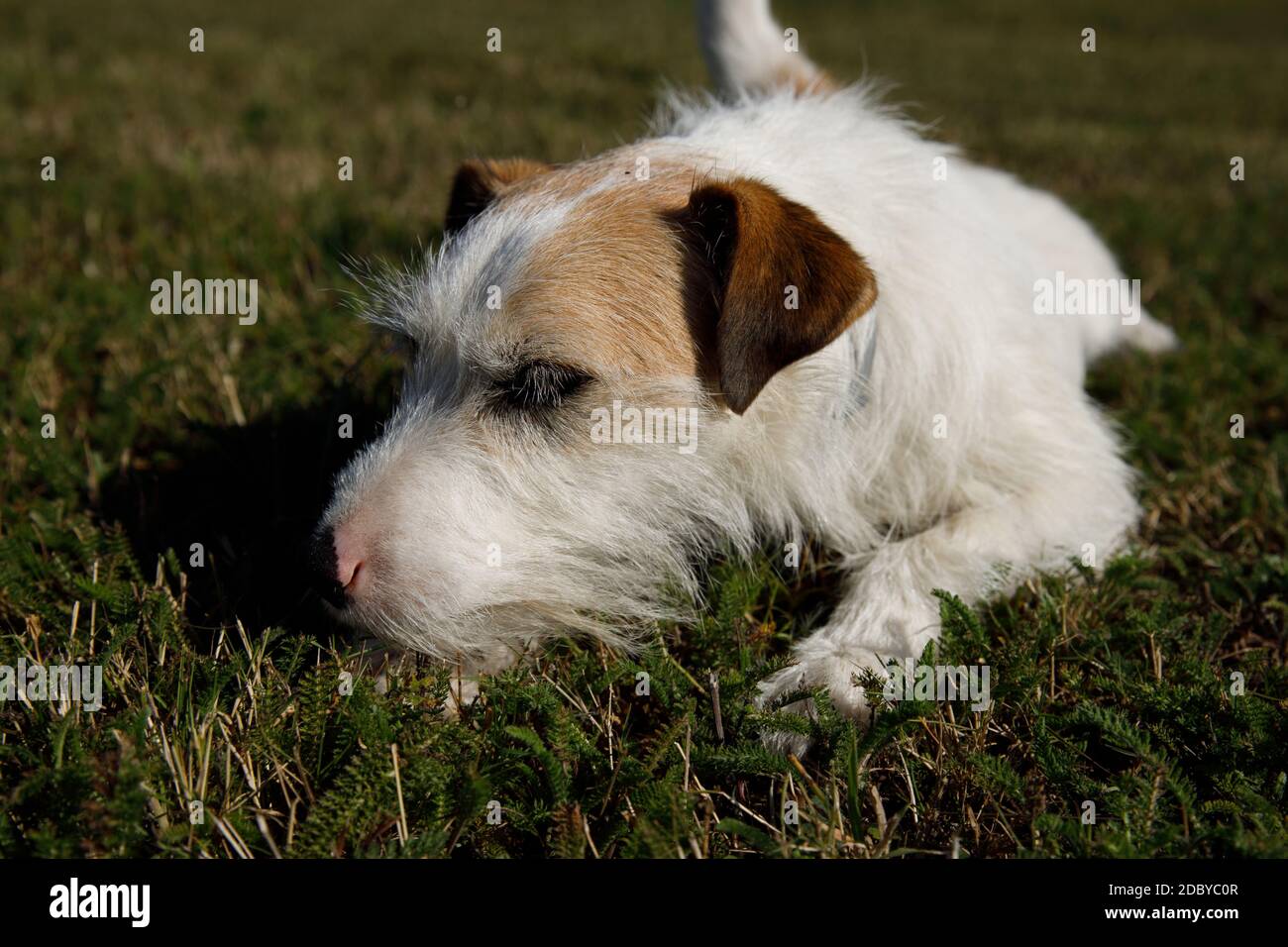 A cute Terrier is playing on a Meadow Stock Photo