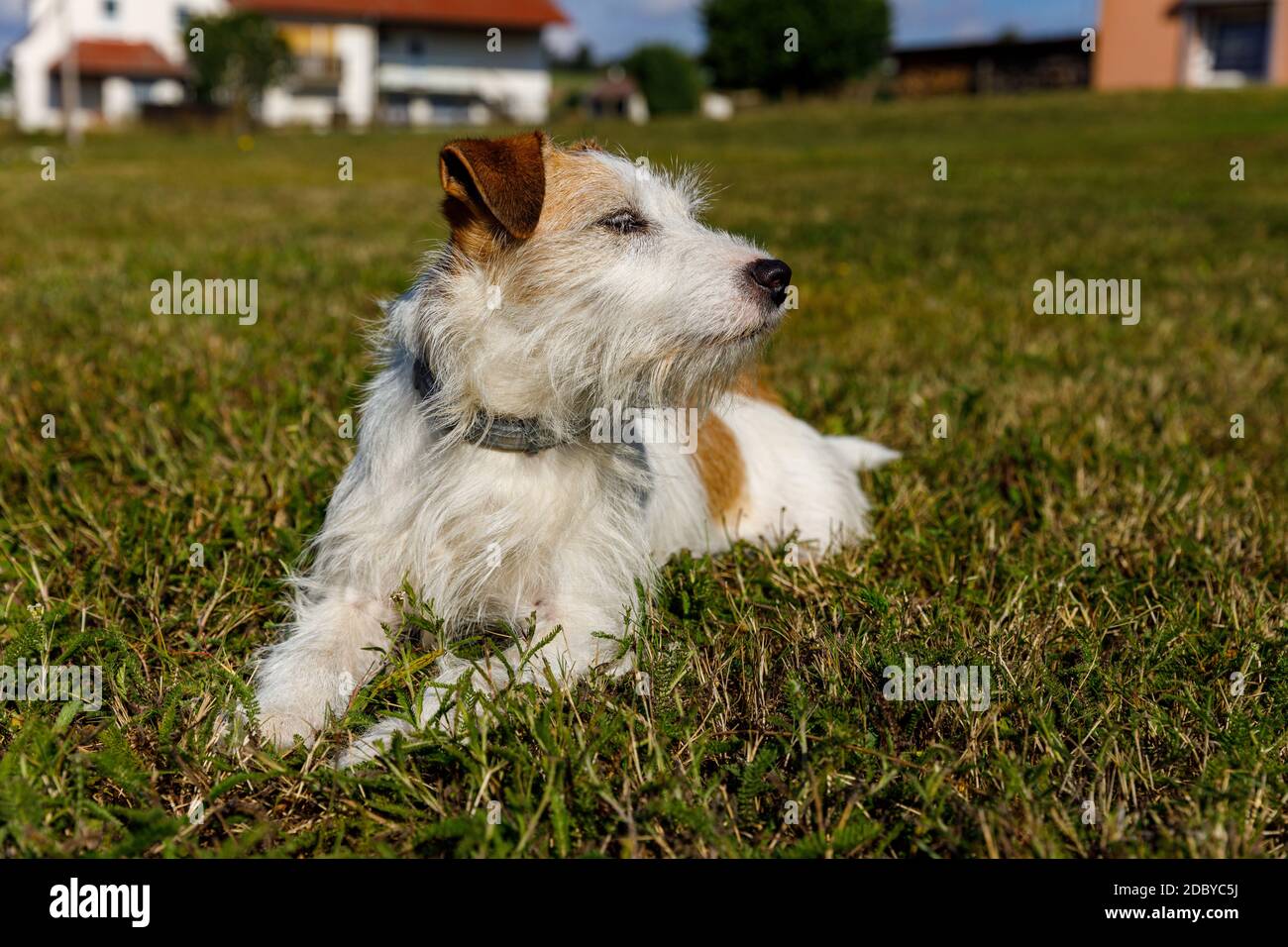 A cute Terrier is playing on a Meadow Stock Photo
